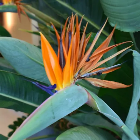 Isla Mechelinki * Pierwoszyno